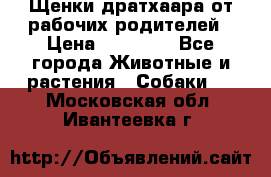 Щенки дратхаара от рабочих родителей › Цена ­ 22 000 - Все города Животные и растения » Собаки   . Московская обл.,Ивантеевка г.